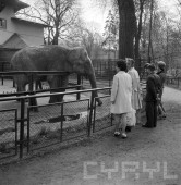 Stare ZOO w 1975 roku | fot. Stanisław Wiktor / CYRYL
