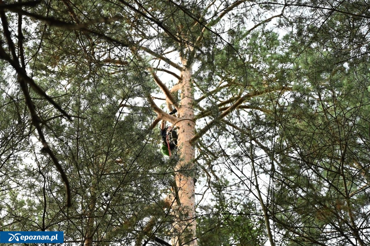 fot. Nadleśnictwo Trzcianka