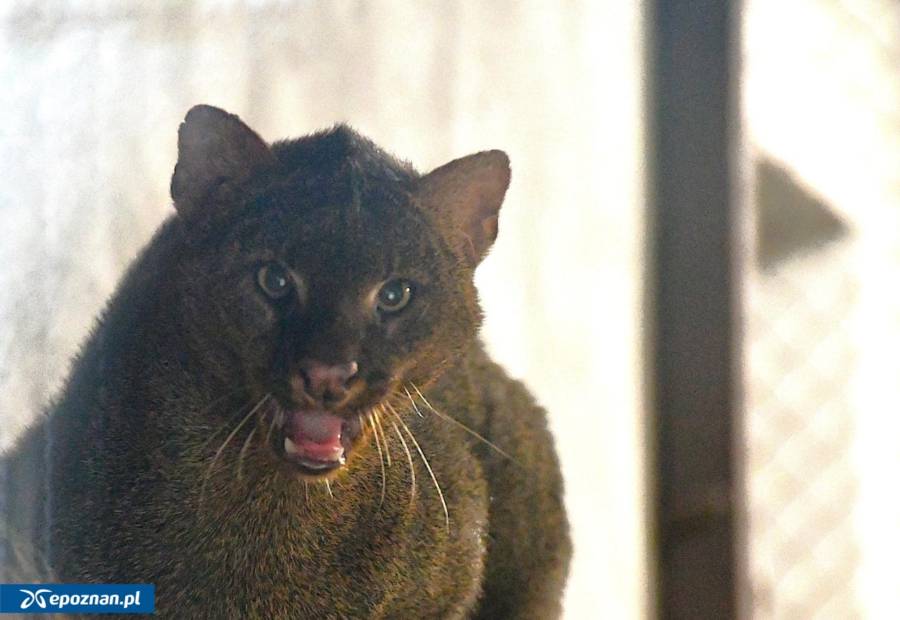 fot. ZOO Poznań