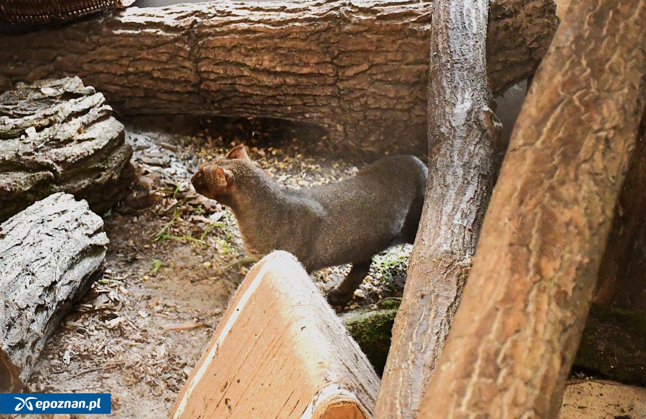 fot. ZOO Poznań