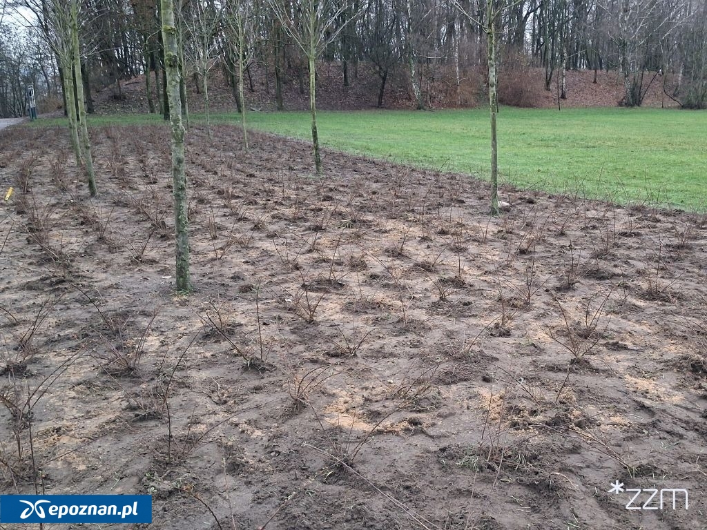 fot. Zarząd Zieleni Miejskiej w Poznaniu
