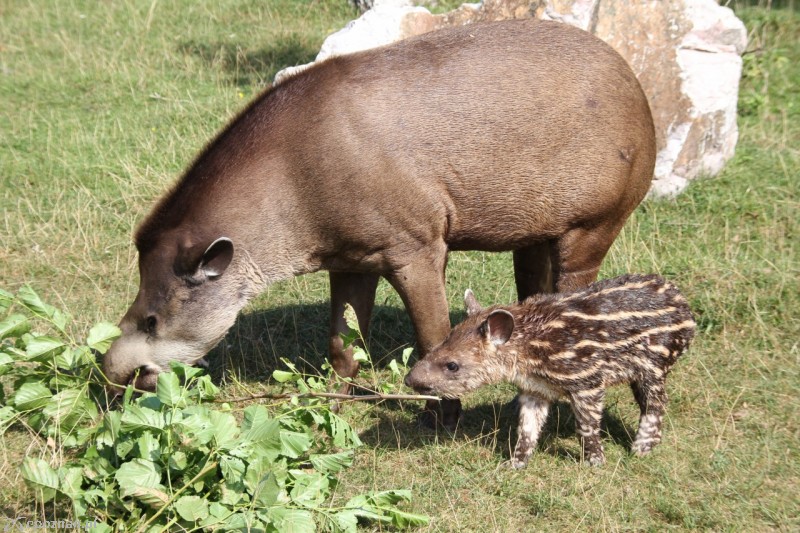 Bella z rodziną | fot. Nowe ZOO