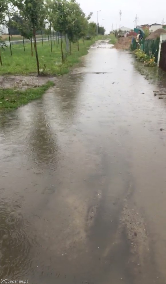 Ogródki działkowe przy ul. Sandomierskiej | fot. Iza