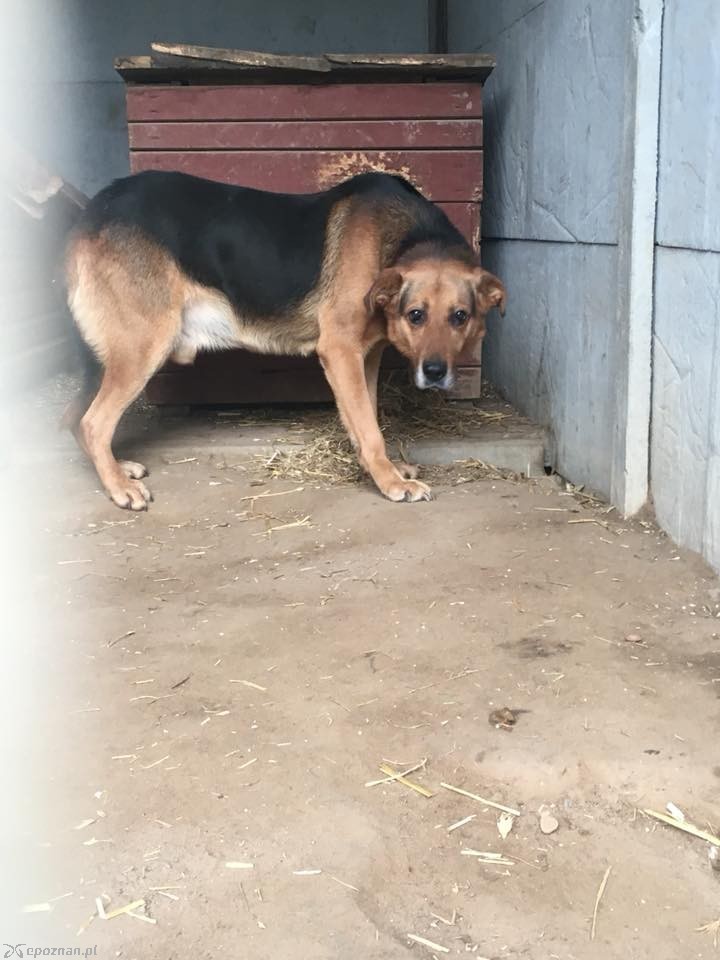 fot. Fundacja Mondo Cane Inspektorat Poznań