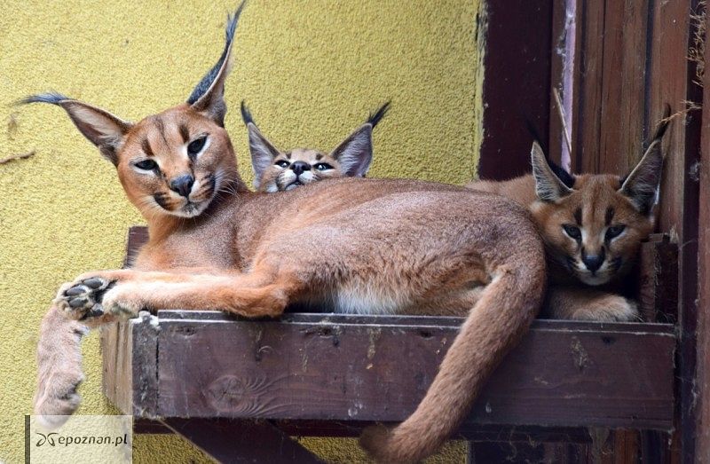 fot. ZOO Poznań