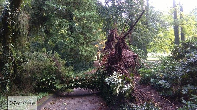 fot. Arboretum Kórnickie FB