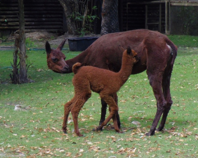 fot. Stare ZOO