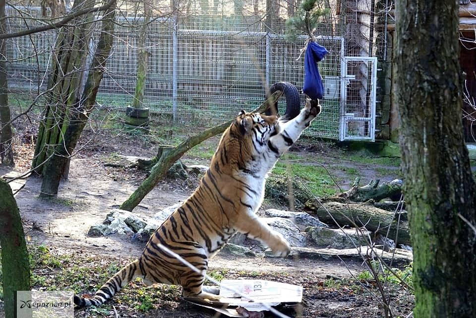 fot. ZOO Poznań FB