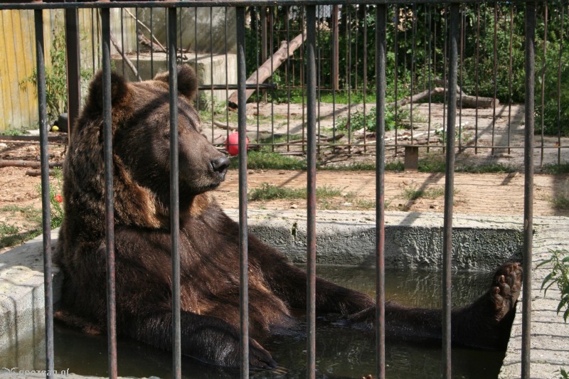 Tak obecnie wyglądają niedźwiedzie, które trafią do Poznania | fot. Maja Szymańska-Łukszo / Nowe ZOO