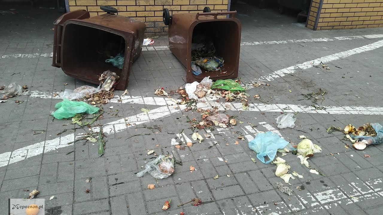 fot. Janka