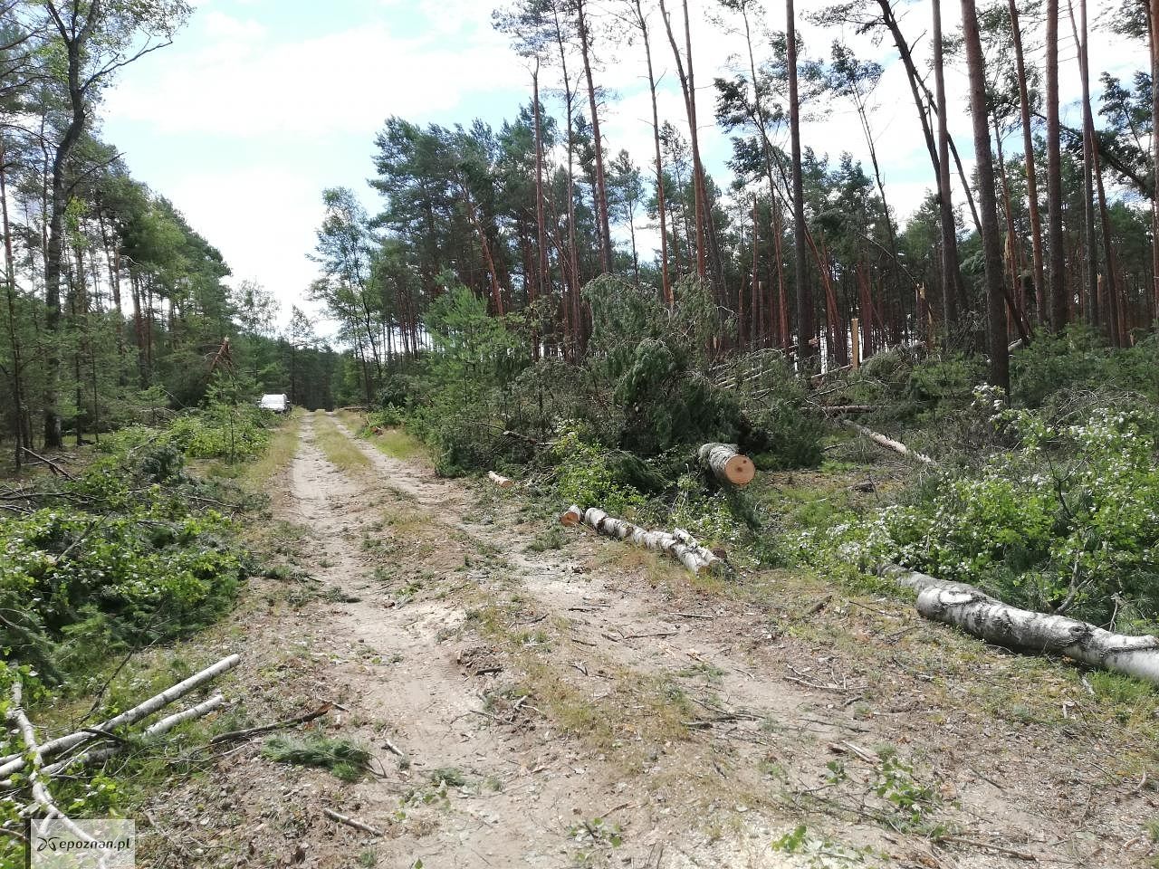 fot. Krzysztof Antczak / Nadleśnictwo Potrzebowice