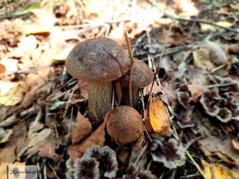 fot. Nadleśnictwo Trzcianka
