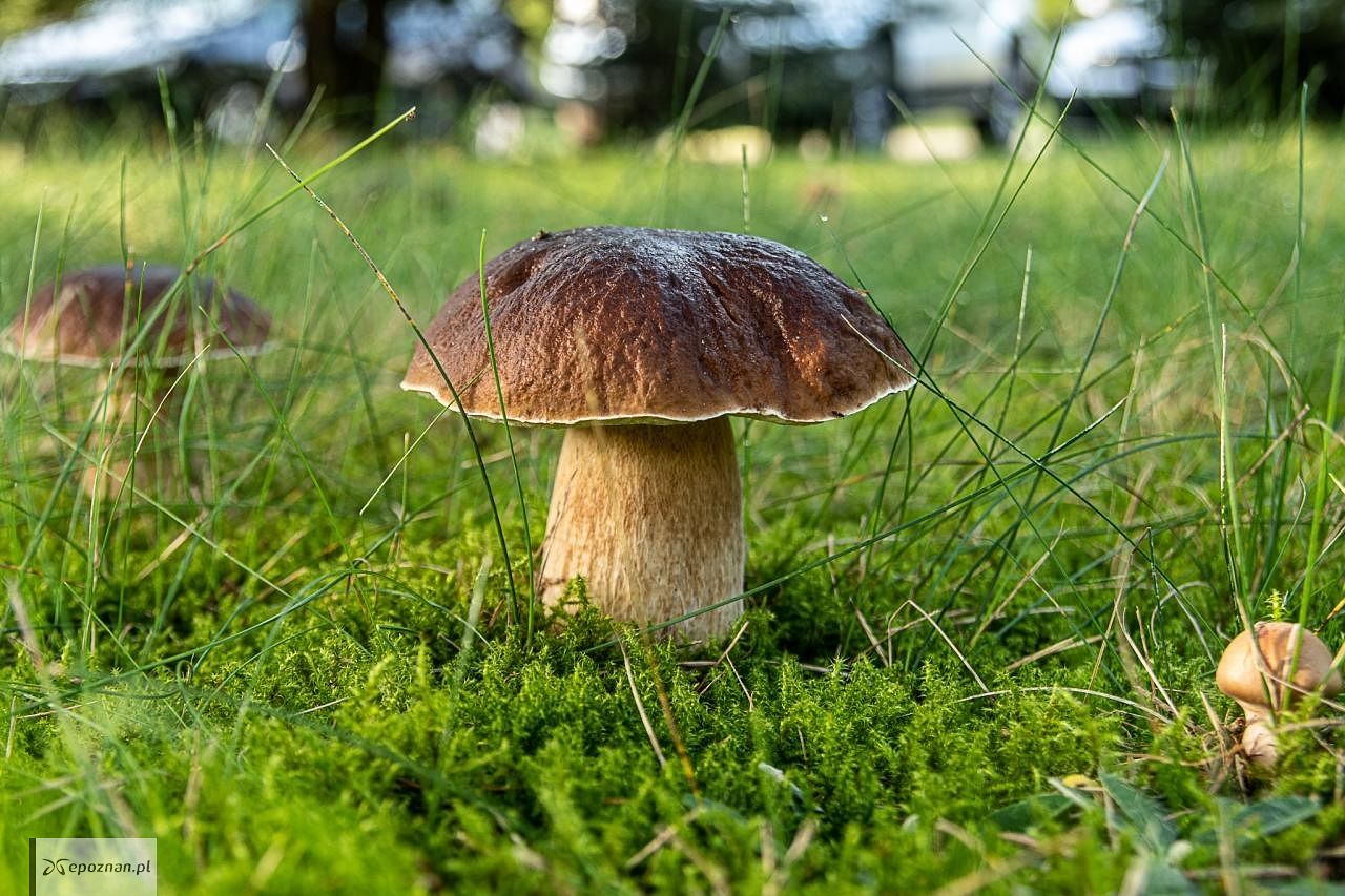 fot. P. Wandas / Nadleśnictwo Lipka FB