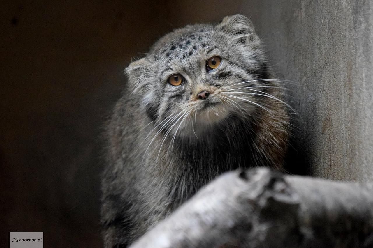 fot. ZOO Poznań Official / Facebook