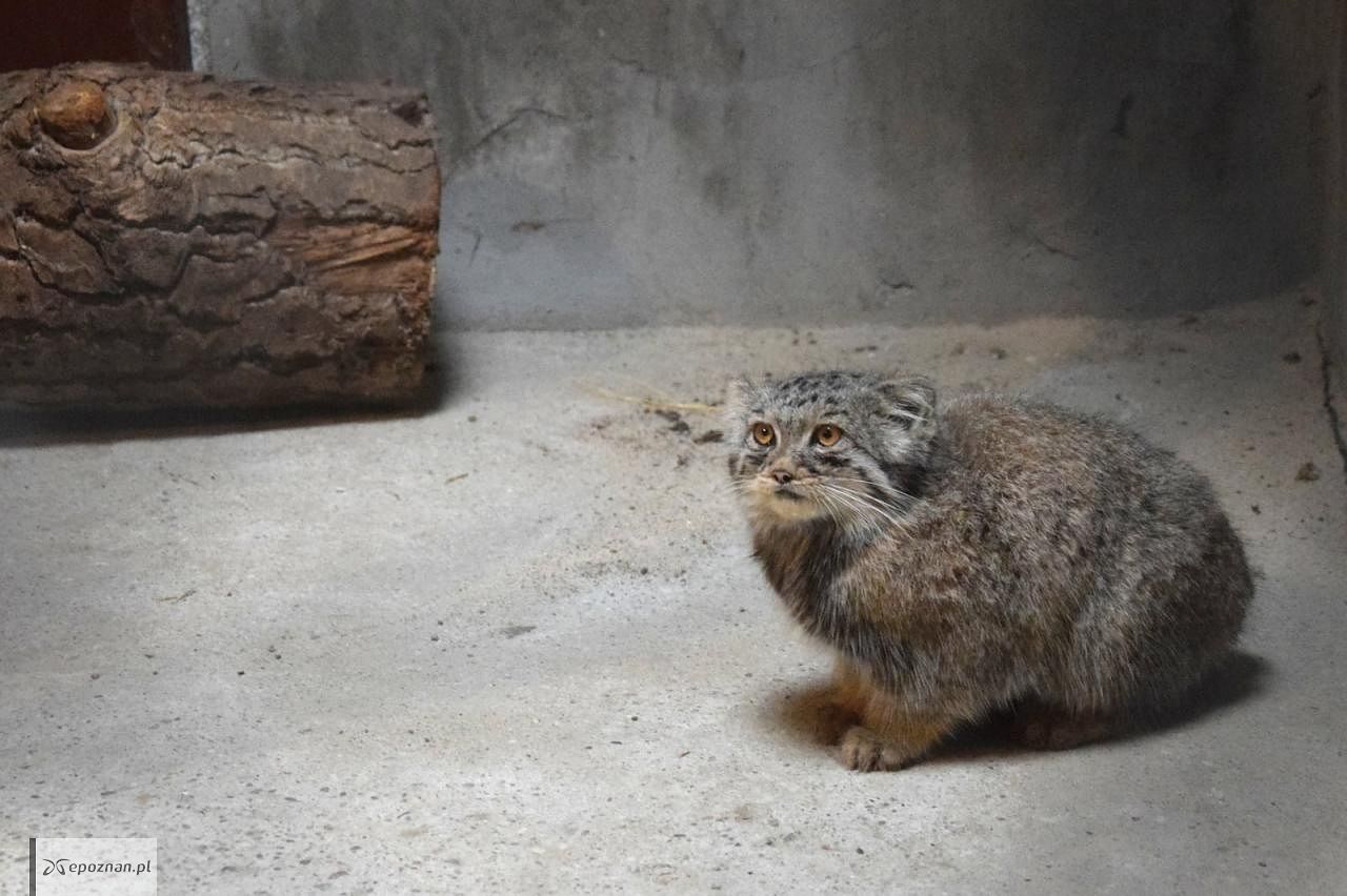 fot. ZOO Poznań Official / Facebook