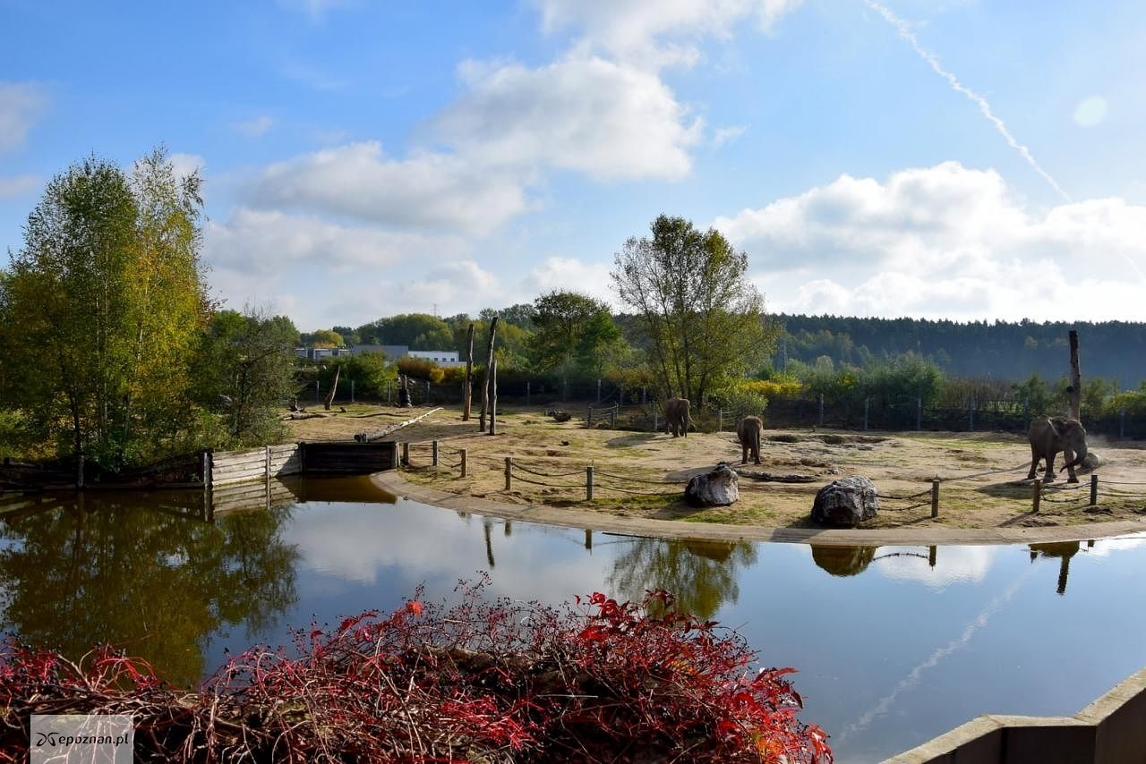 fot. ZOO Poznań Official / Facebook