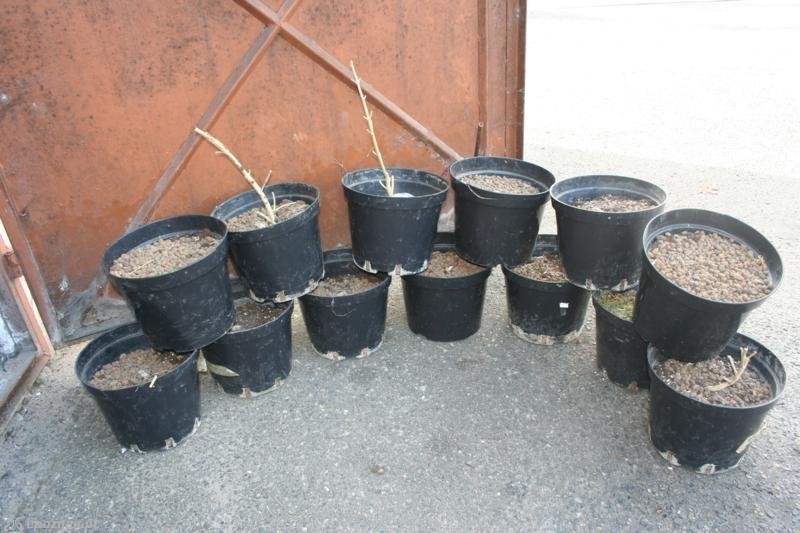 fot. policja