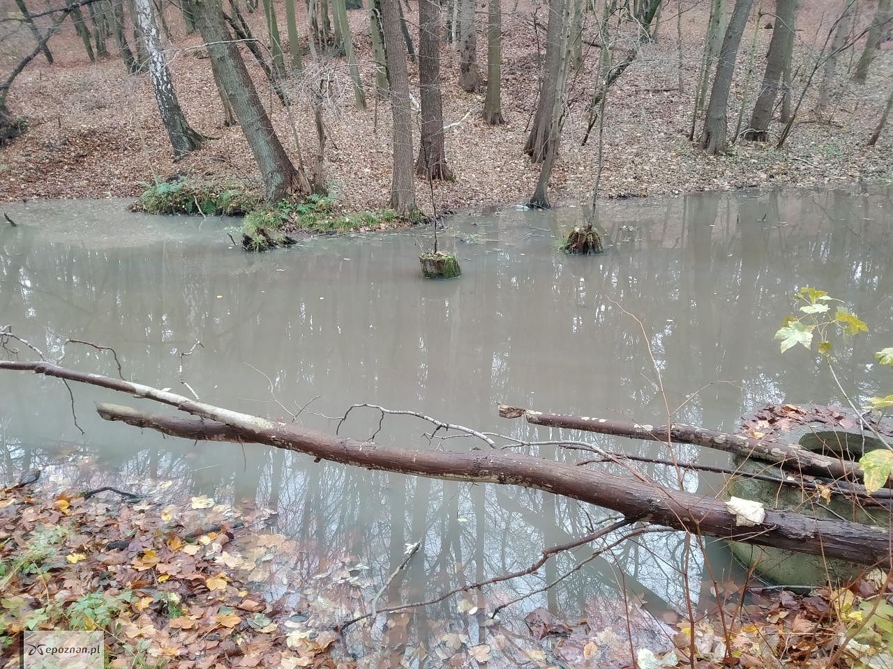 fot. Michał