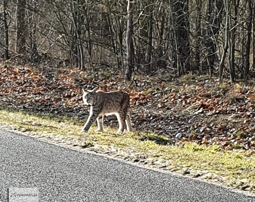 fot. Wiktoria Sikorska / Nadleśnictwo Trzcianka / FB