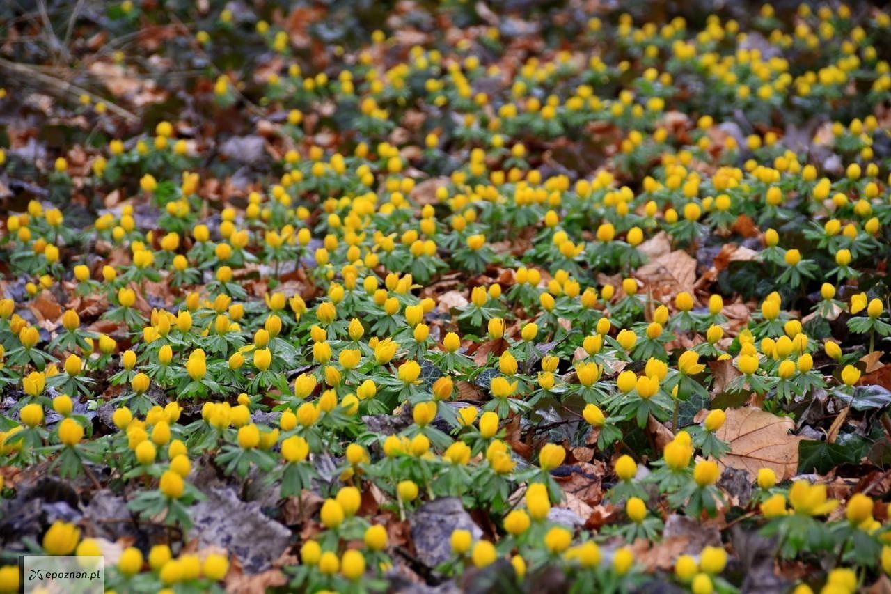 fot. Arboretum w Kórniku FB