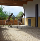 fot. ZOO Poznań / Facebook