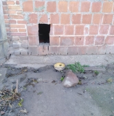 fot. Schronisko dla zwierząt w Radlinie / FB