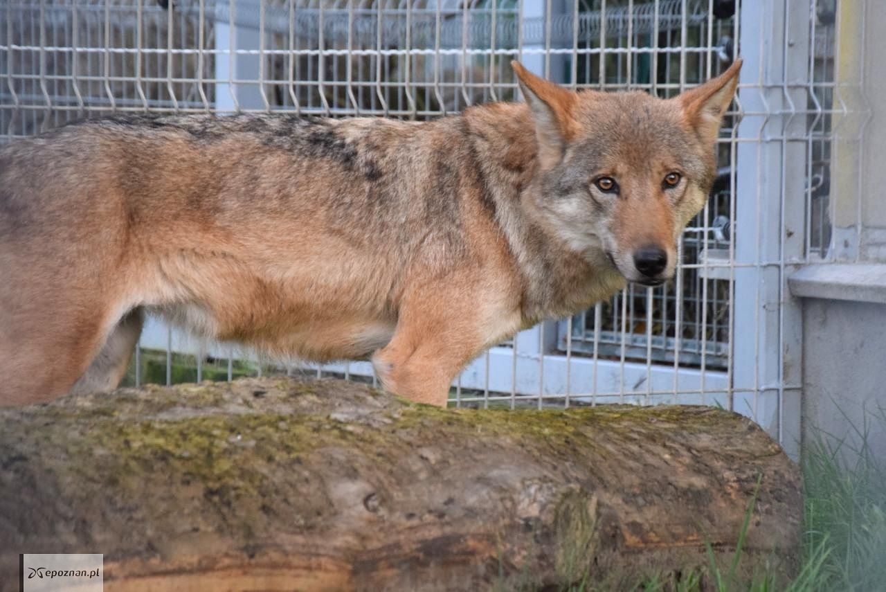fot. ZOO Poznań Official / Facebook