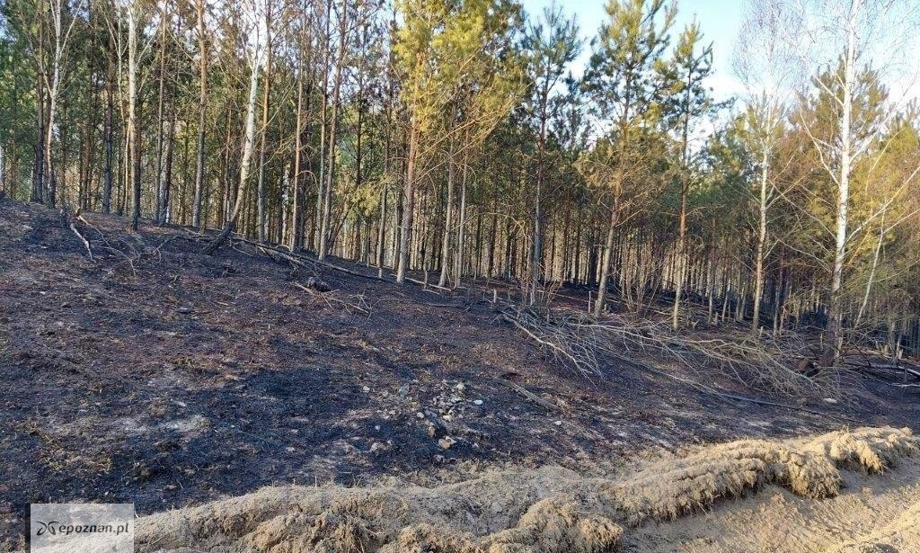 fot. Archiwum Nadleśnictwa Oborniki